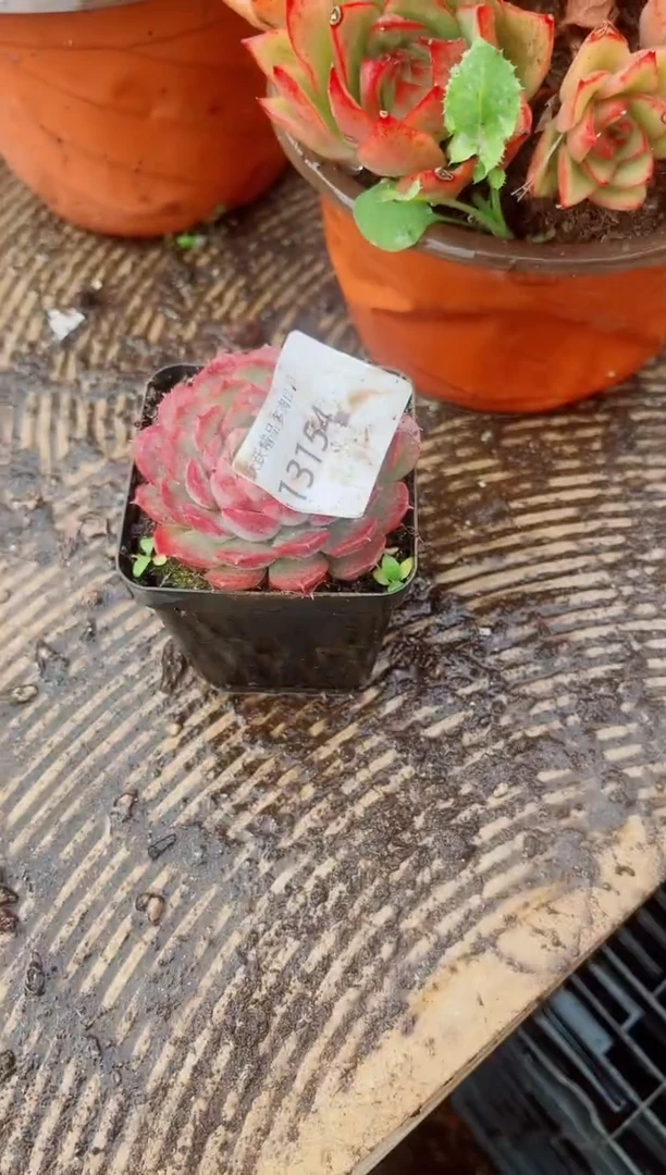 昕*跃跃精品多肉13154