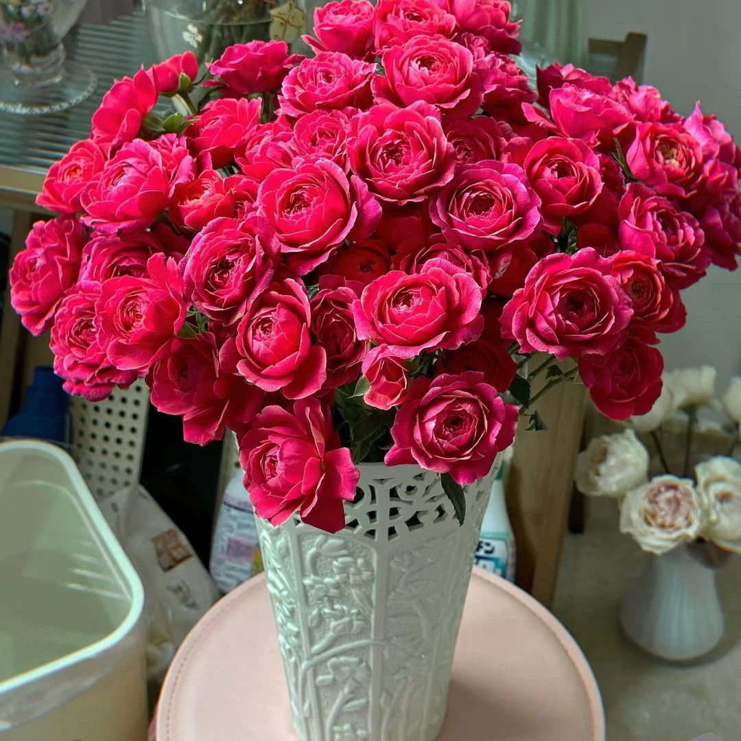 红果汁棒棒糖月季花树嫣红绝色果汁果香味75厘米左右高带盆带花