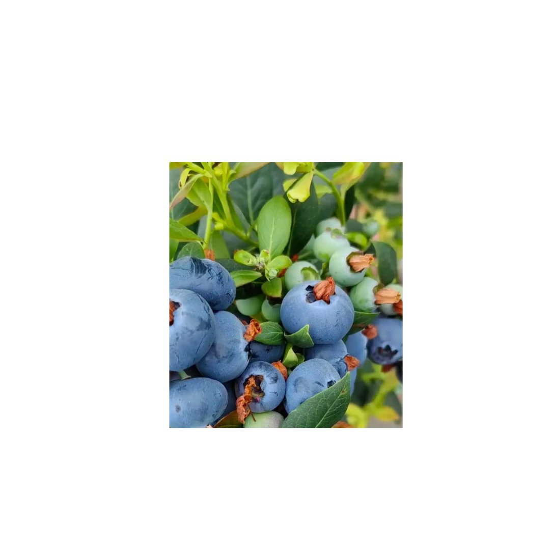 云南L11号蓝莓15mm一斤