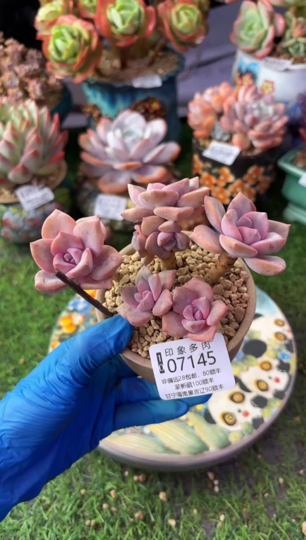昆明印象多肉07145