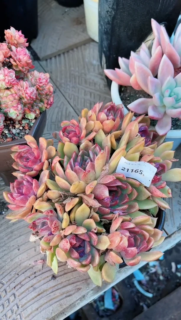 【闪购商品】21165