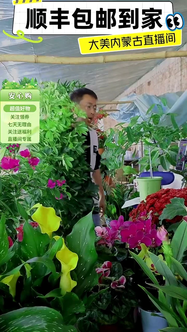 完全开放大颗鸭脚木