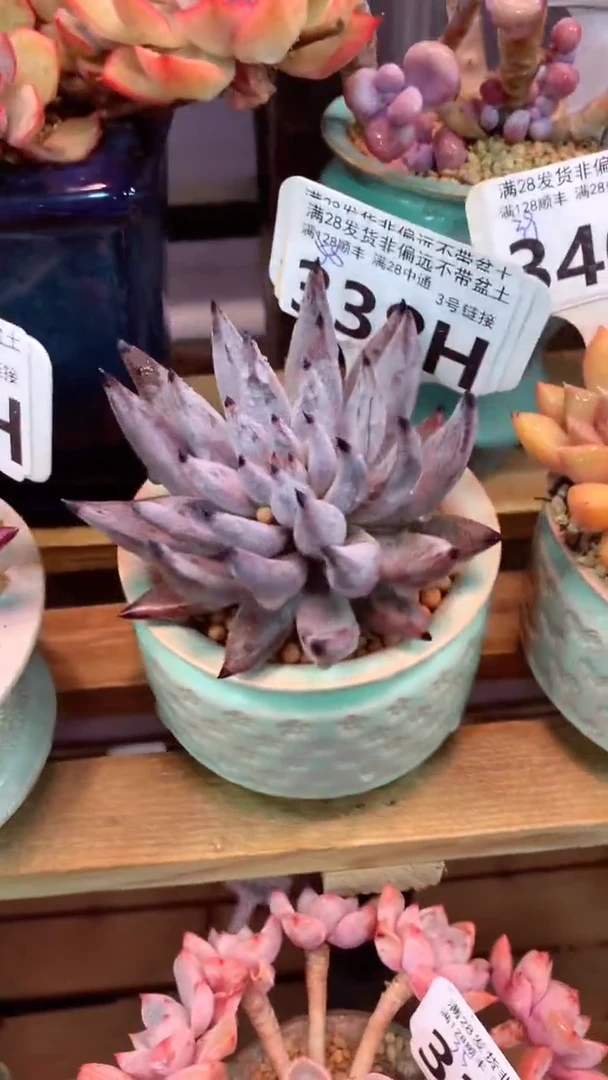 338H（一物一拍，精品多肉.二十八包邮非偏远）