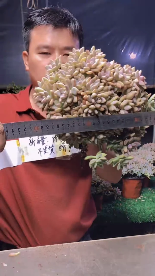 551淡雪缀化一物一拍