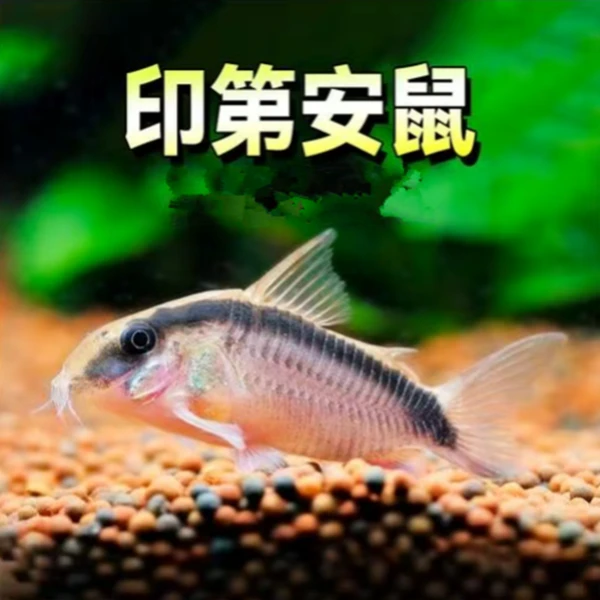 宠鱼水族 印第安鼠鱼 热带观赏鱼除鱼缸残渣 （单品3只才包邮）