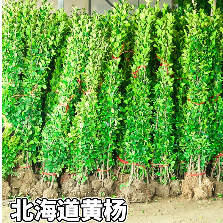 北海道黄杨冬青树苗篱笆墙围墙绿篱四季耐寒绿植丛生大叶绿化