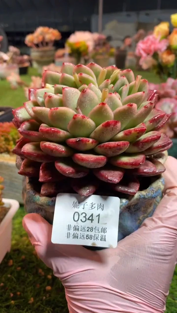 【闪购商品】0341a