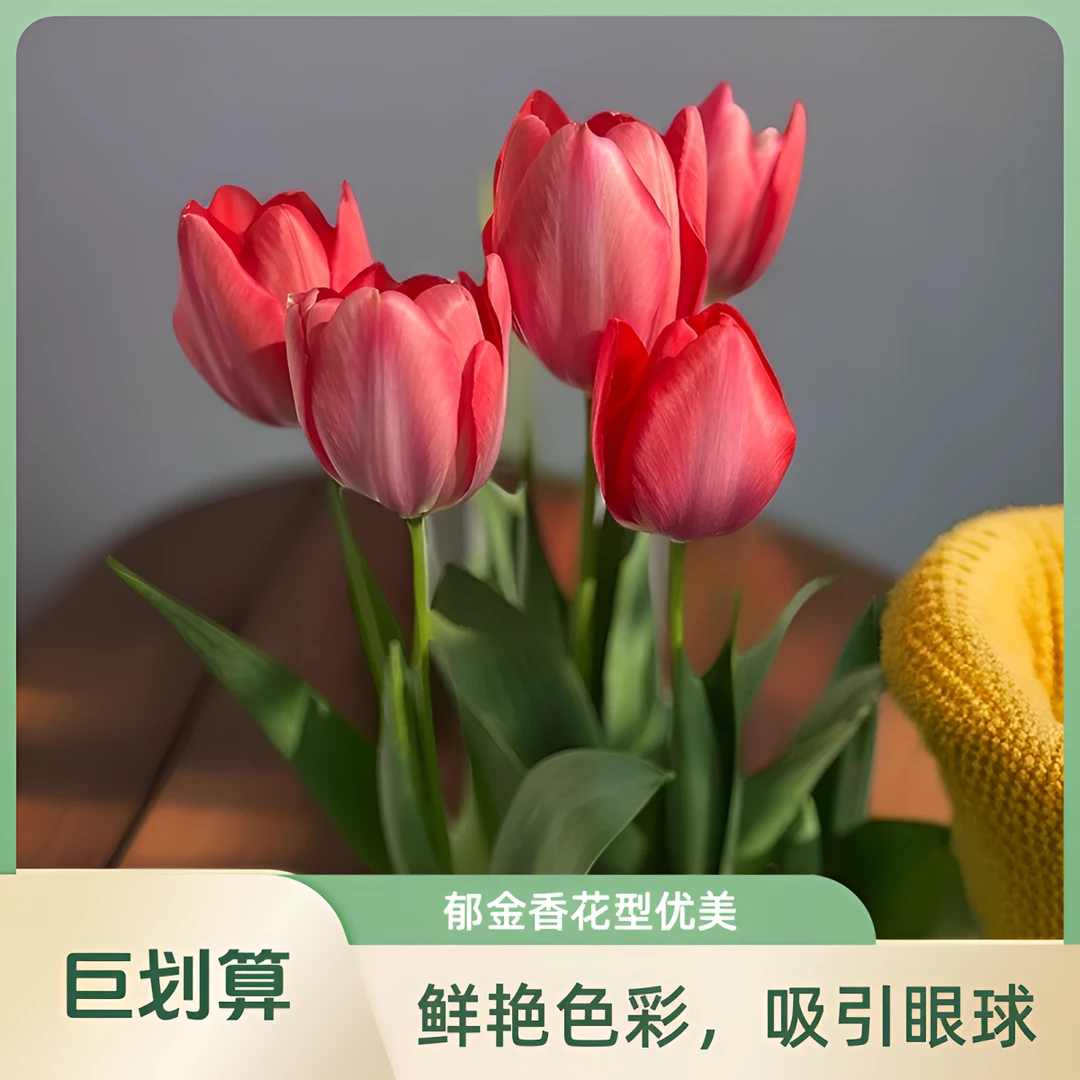 郁金香花苗带花苞发货阳台客厅耐寒好养室内庭院种植好养花卉原盆