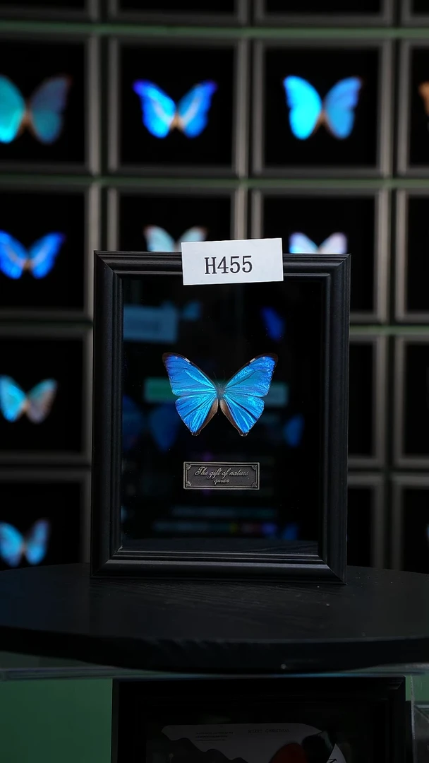 蝴蝶标本摆件竞拍小蓝闪蝶H455
