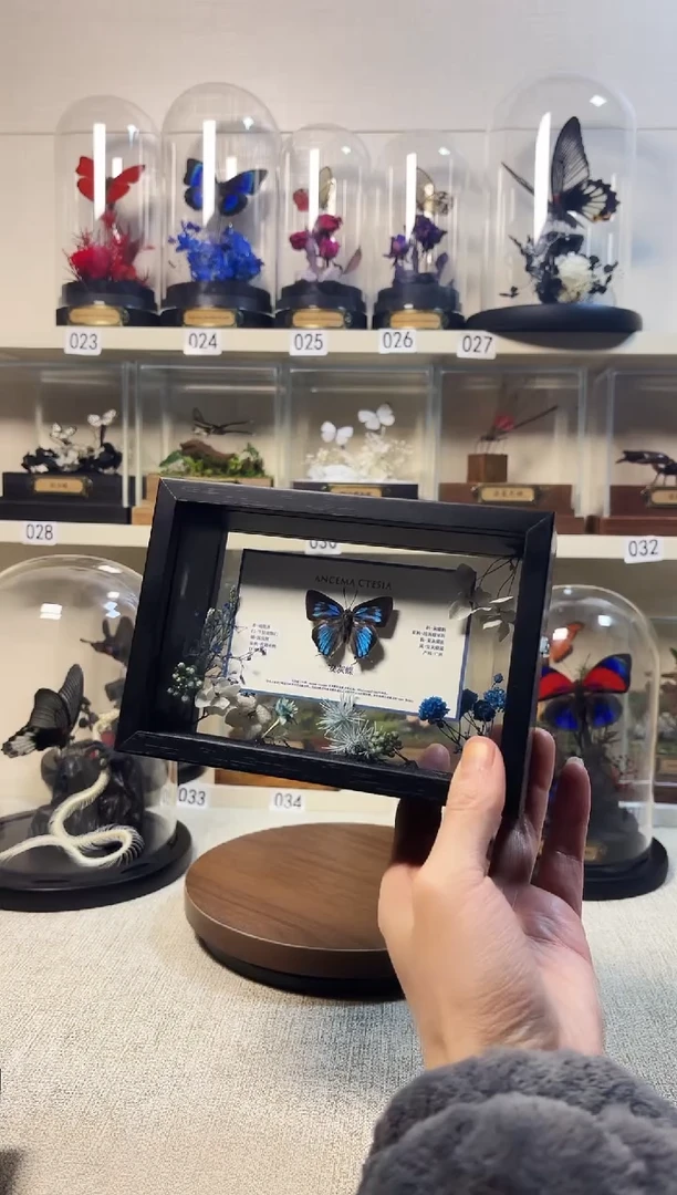 大自然的真实蝴蝶标本