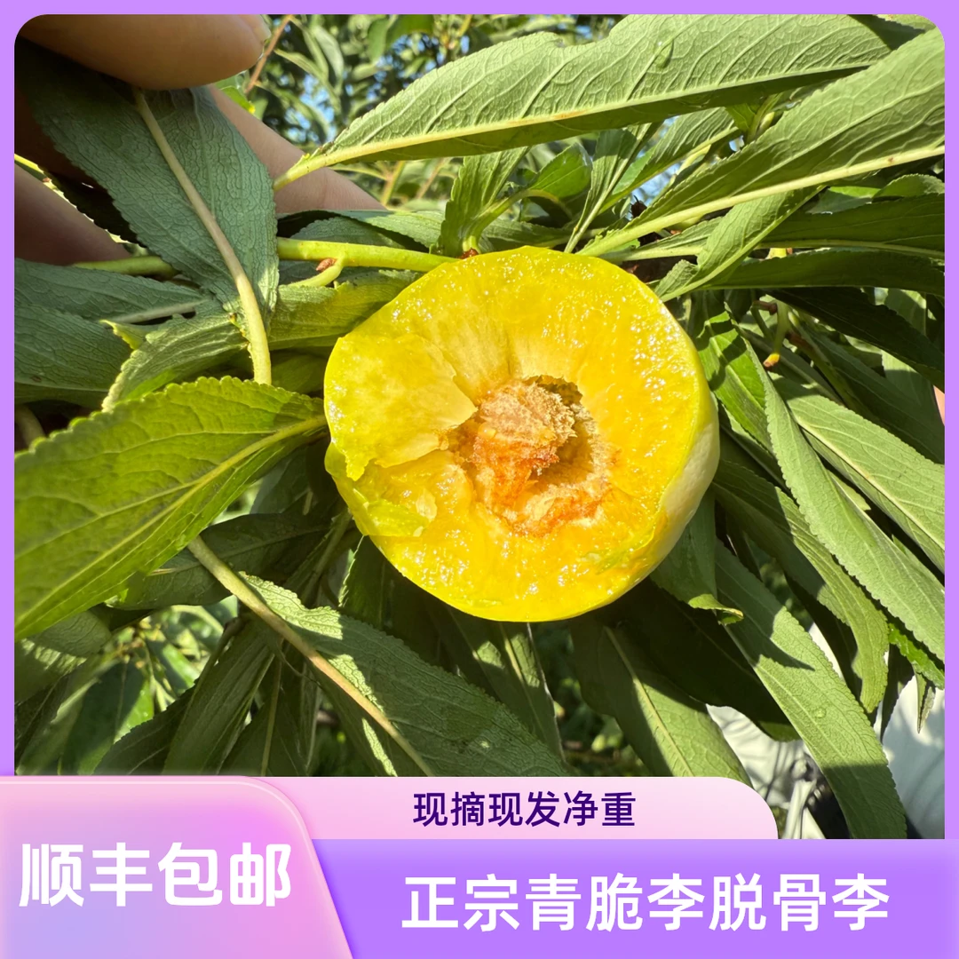 【顺丰包邮】正宗高山青脆李脱骨李酸甜可口时令应季李子水果
