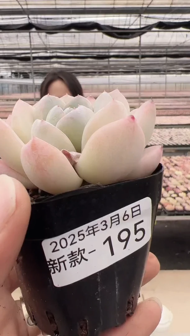 【闪购商品】新款多肉-195