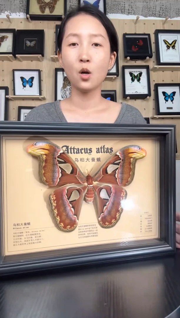 乌桕大蚕蛾蝴蝶标本装饰画A4框