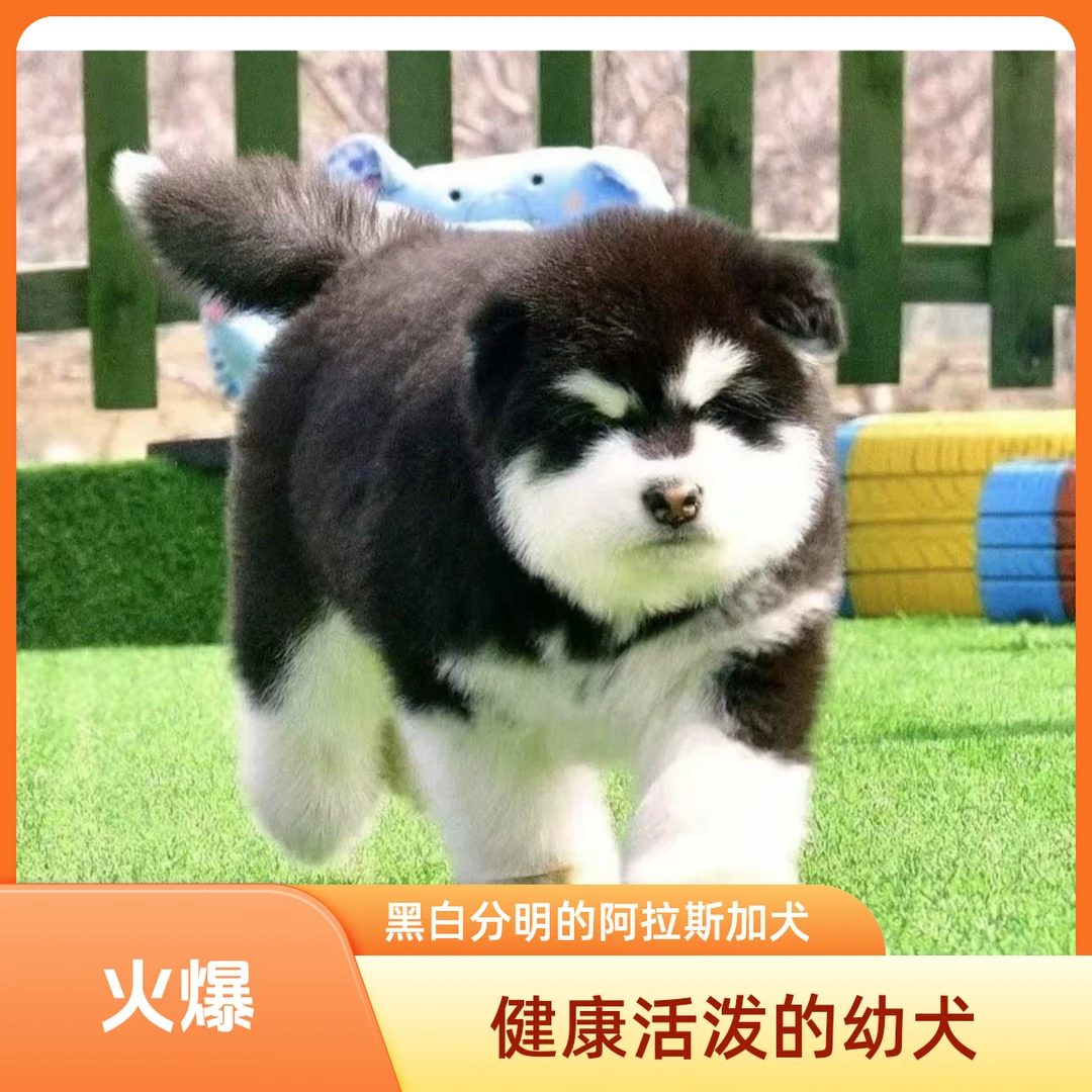 小可爱阿拉斯加活体狗狗链接