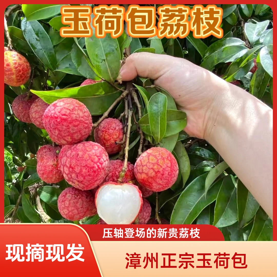 【顺丰冷链+玉荷包】福建漳州玉荷包老树荔枝新鲜应季水果现摘现发