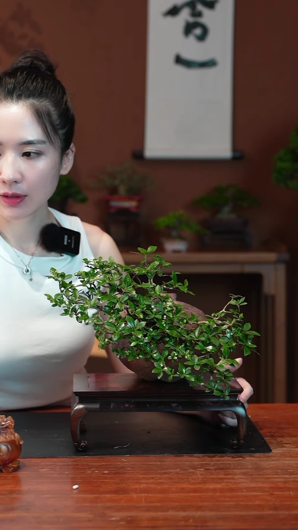 无花朵栀子花盆景盆景盆景