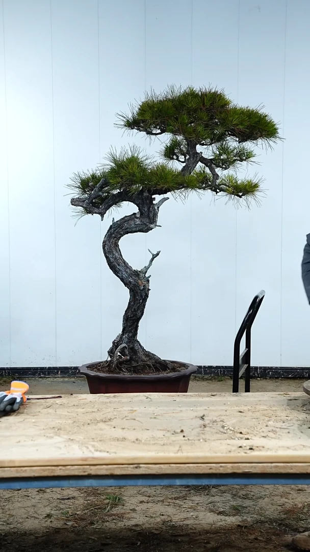 无花朵松树88888