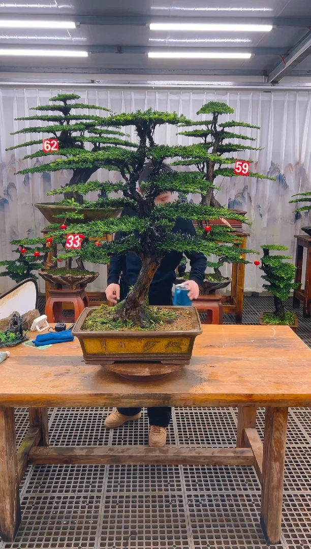 无花朵大*王精品盆景直播间一物一拍