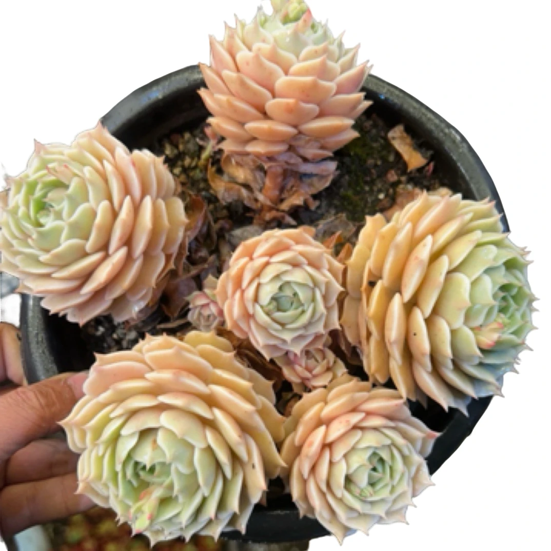 眼镜多肉（状态露娜莲）整装老桩飘枝盆栽盆景多肉