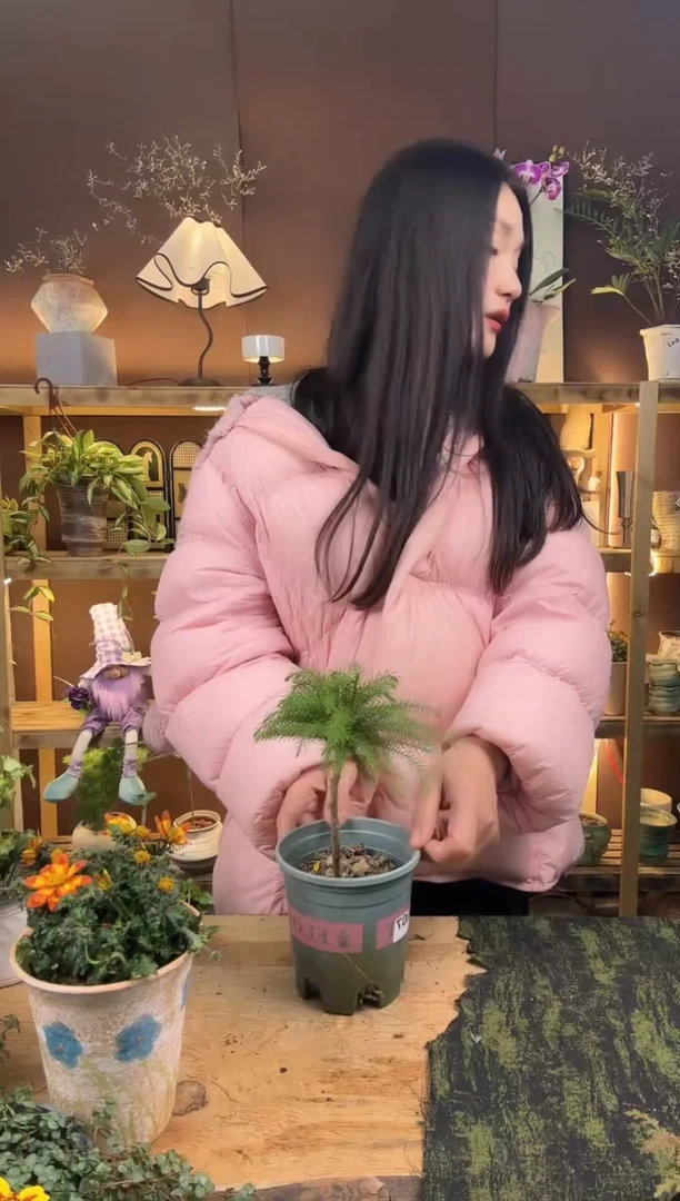 无花朵107南洋杉育苗盆
