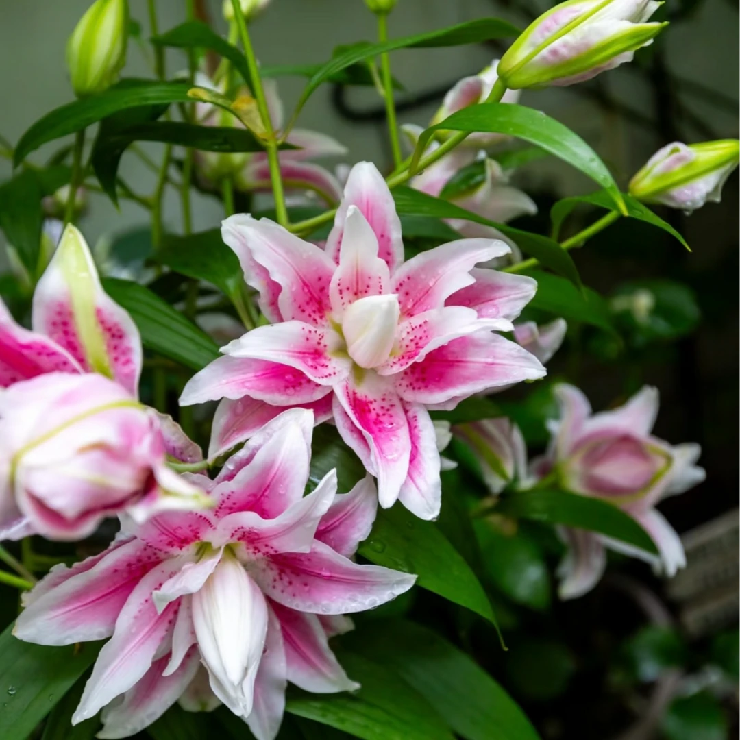（伊莎贝拉）进口重瓣香水百合球1棵