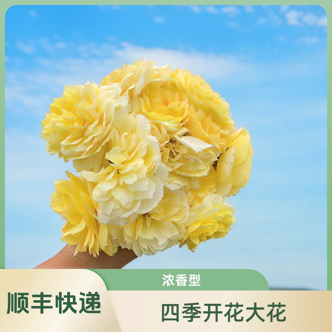 【顺丰包邮】朝圣者天路大花品种爬藤月季多季节重复开花勤花浓香型