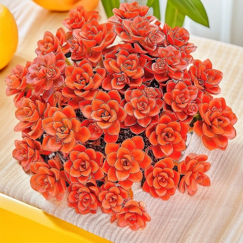 大盆红酒玫瑰多肉植物阳台庭院越晒越红多肉植物好养盆栽带土发货