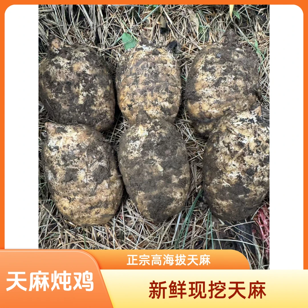 赫章高海拔乌天麻现挖新鲜天麻