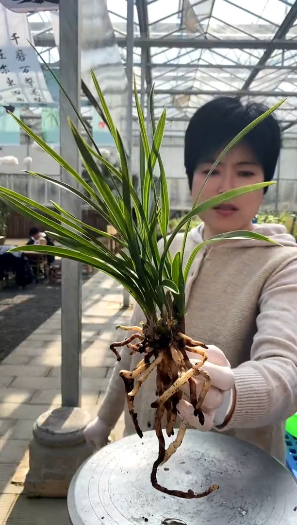 【闪购商品】环球幽然