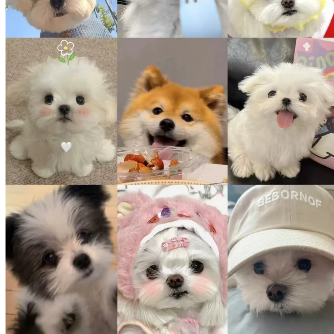 直播间挑选混血活体幼犬