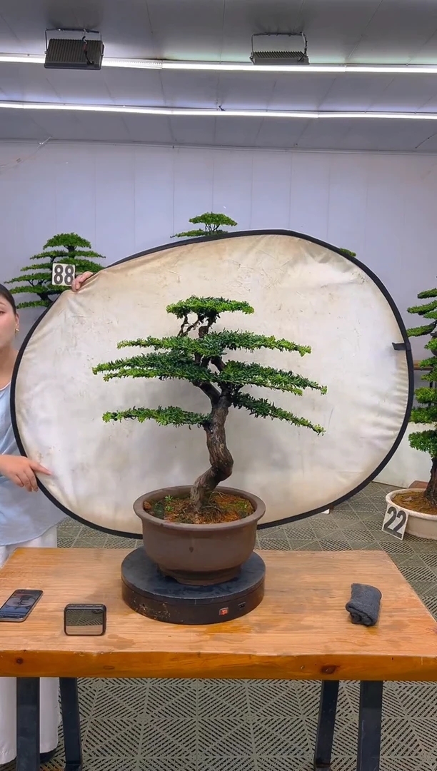 无花朵一物一拍一物一拍