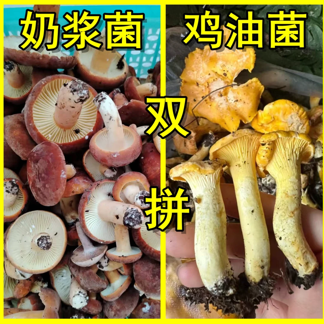 蘑菇/双拼云南新鲜鸡油菌奶浆菌双拼250g/500g/1000g