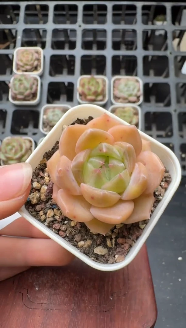 442M带盆土发 当场拍3颗以上包柚 多肉植物 一物一拍