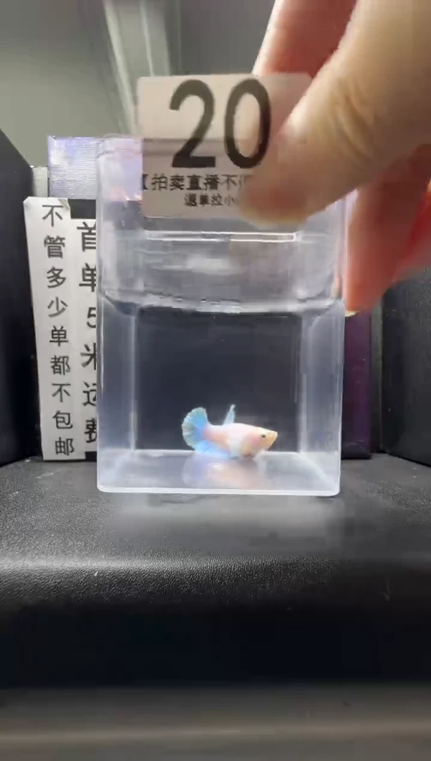 斗鱼母鱼编号：20