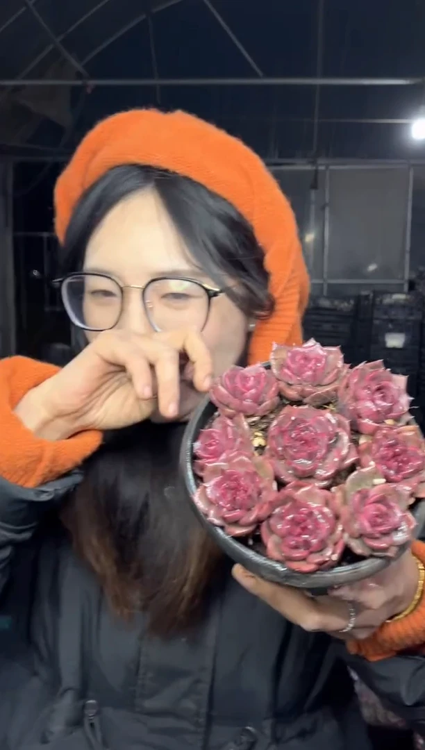 【闪购商品】111-紫玫瑰九颗给元宝盆9.99