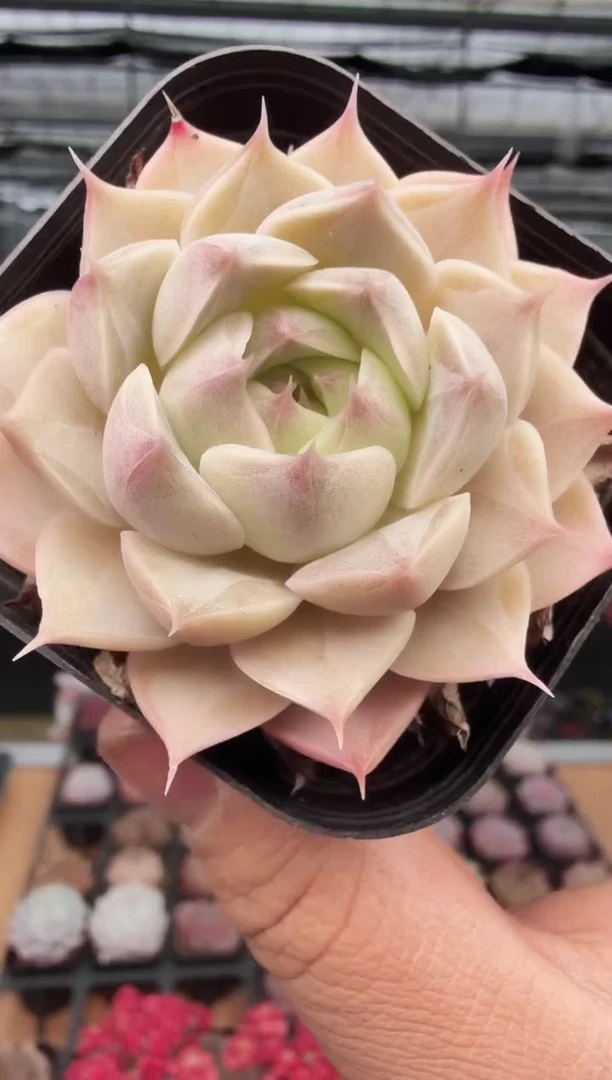 东云多肉园新款-413