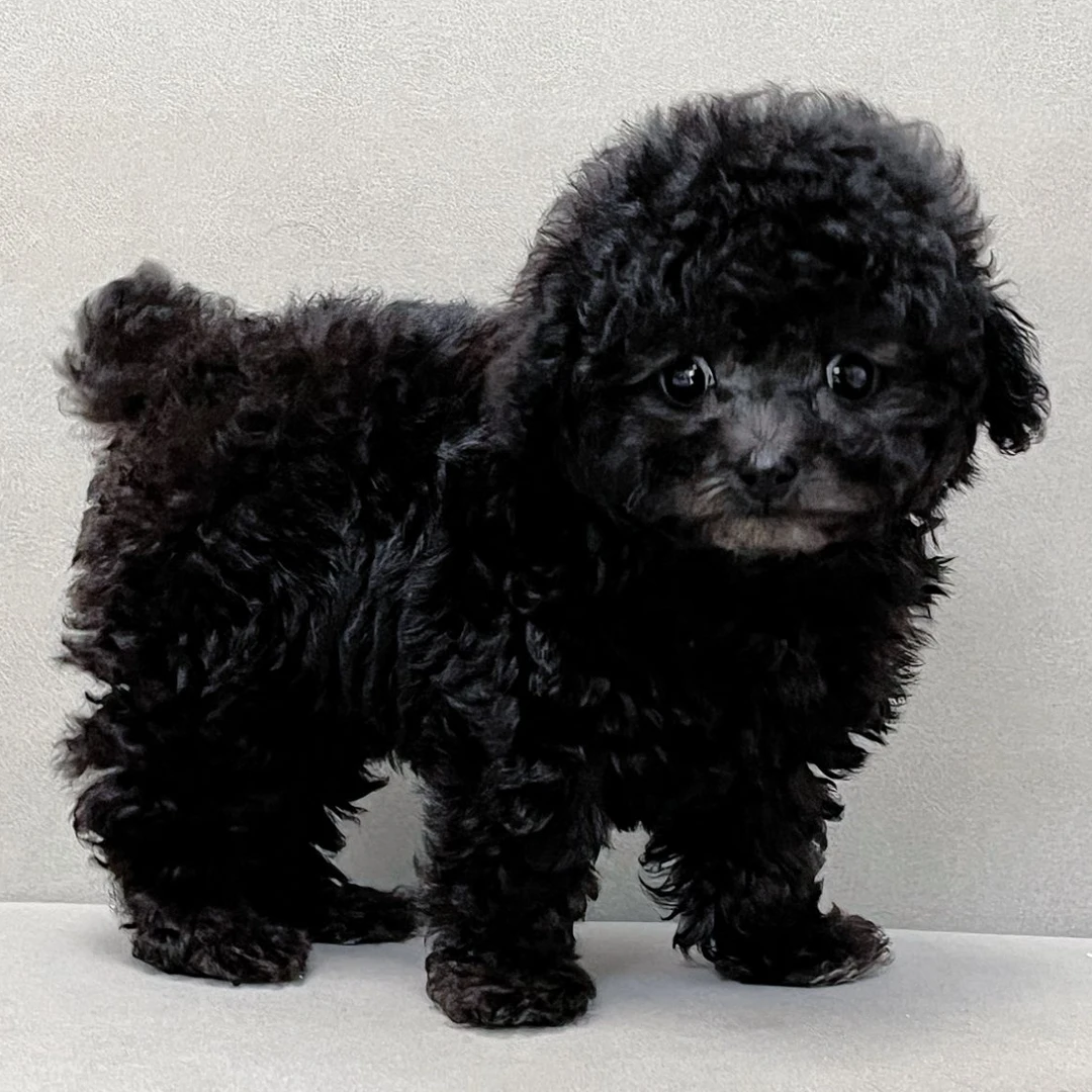 【笑脸萌宠】可爱灰色泰迪幼犬小体型贵宾犬长不大宠物活物狗狗