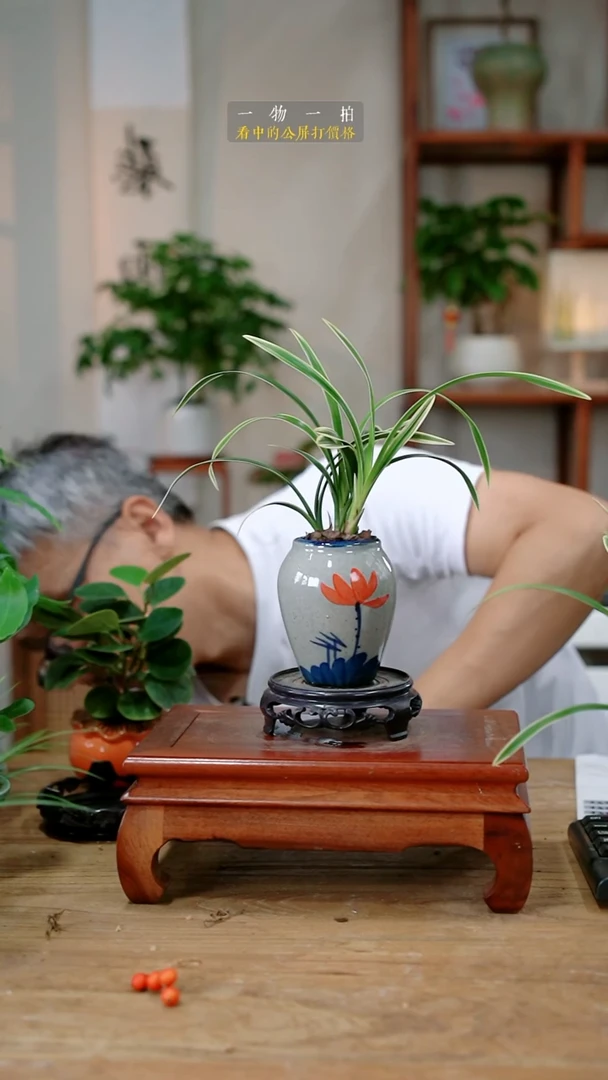 不开花植物南**雪兰花171
