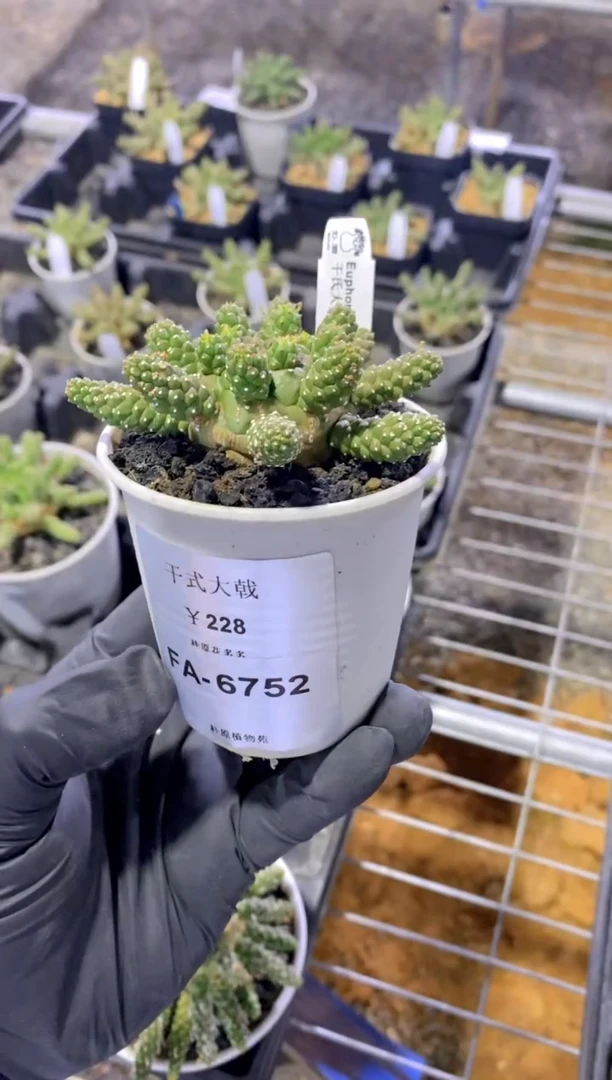 【闪购商品】干式大戟FA-6752