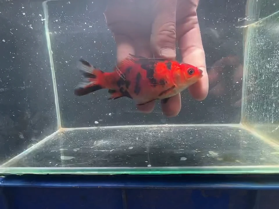 金鱼短尾草金专用链接120