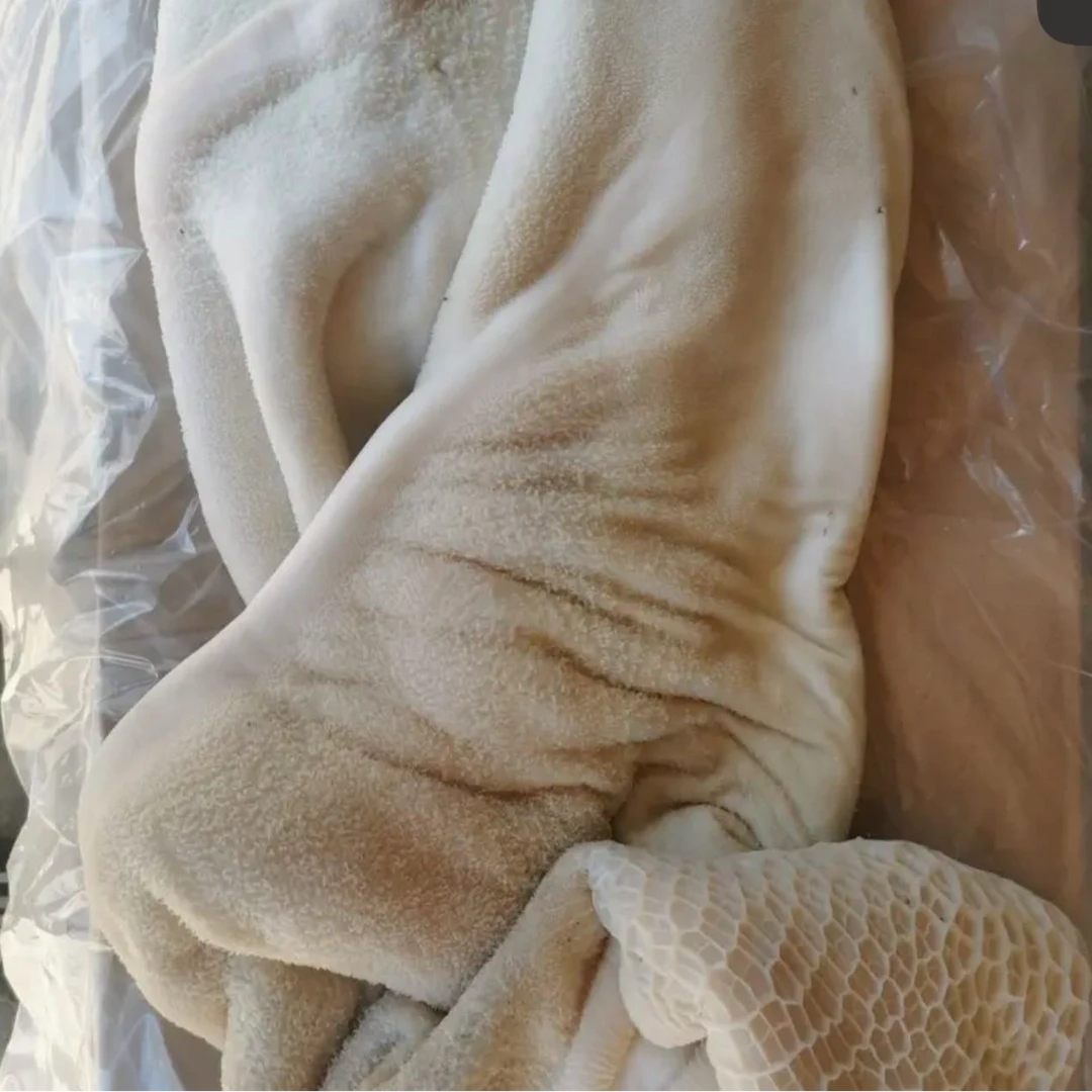 只发新疆  喀什本地 生牛肚  没有任何泡发 固形物含量80%以上