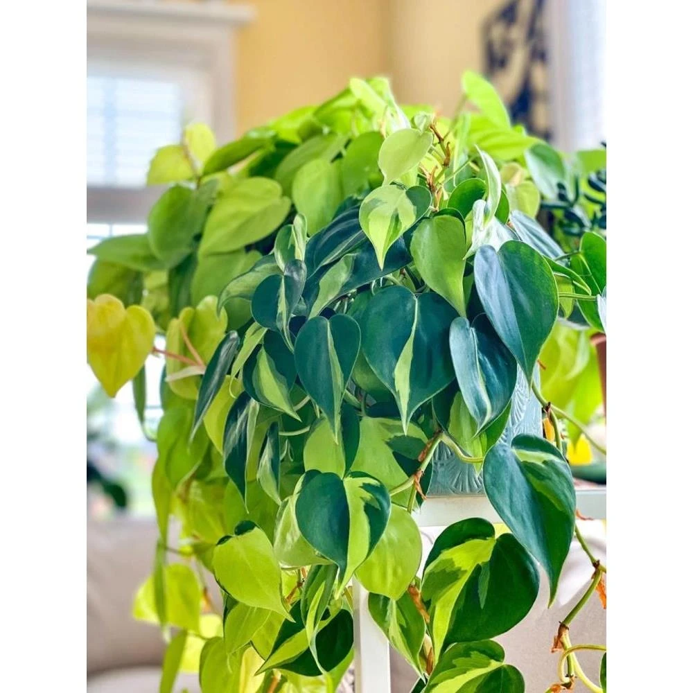 室内垂吊攀爬植物花叶杏叶藤蔓绿绒观叶盆栽绿植可水培桌面花卉
