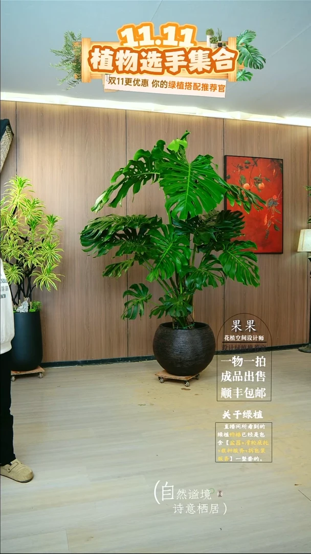 完全开放❤****️老桩龟背竹一整套送货上门