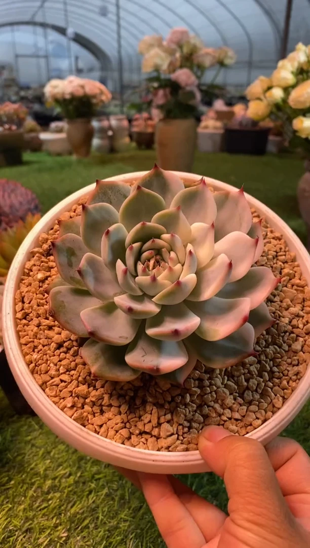 0054aa（满28包邮发货）