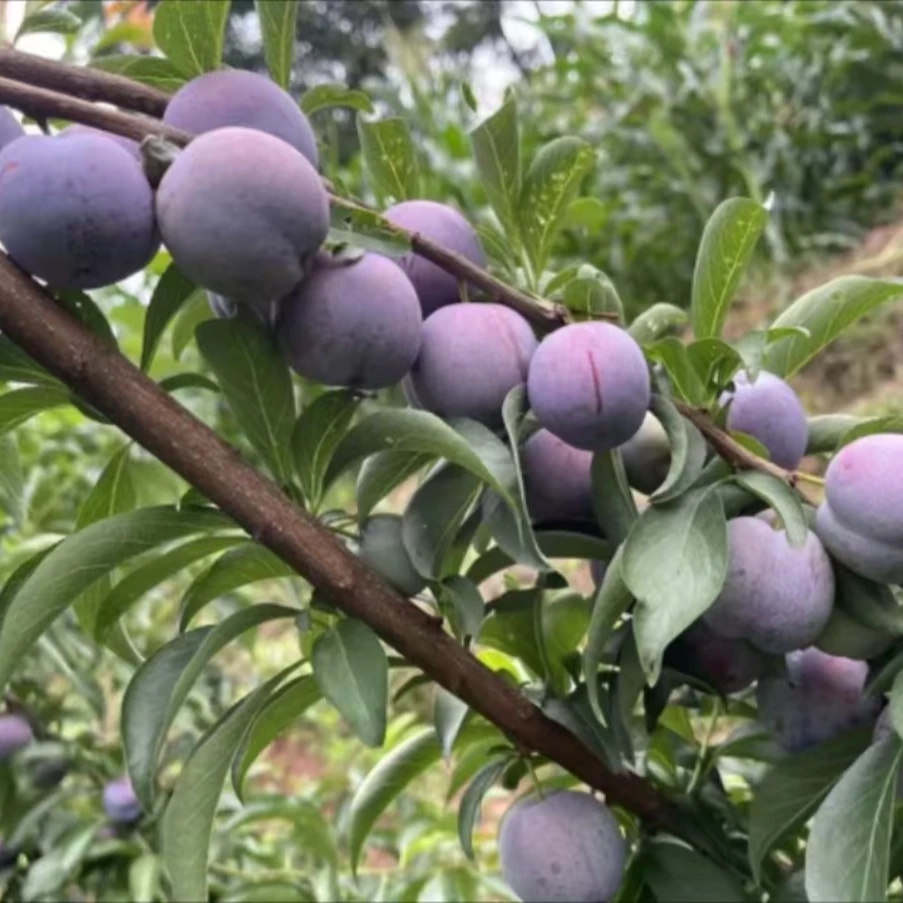 3斤【五月脆李】脆甜果肉细腻多汁 净果三斤（放软吃硬果带一点涩口）【白天场】四川省