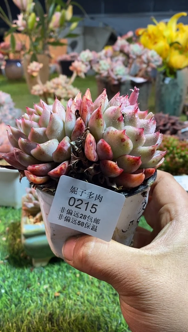【闪购商品】0125aaaaaa