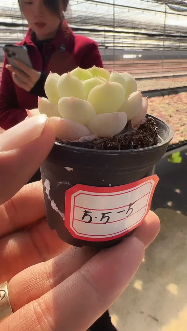 【闪购商品】5.5-5