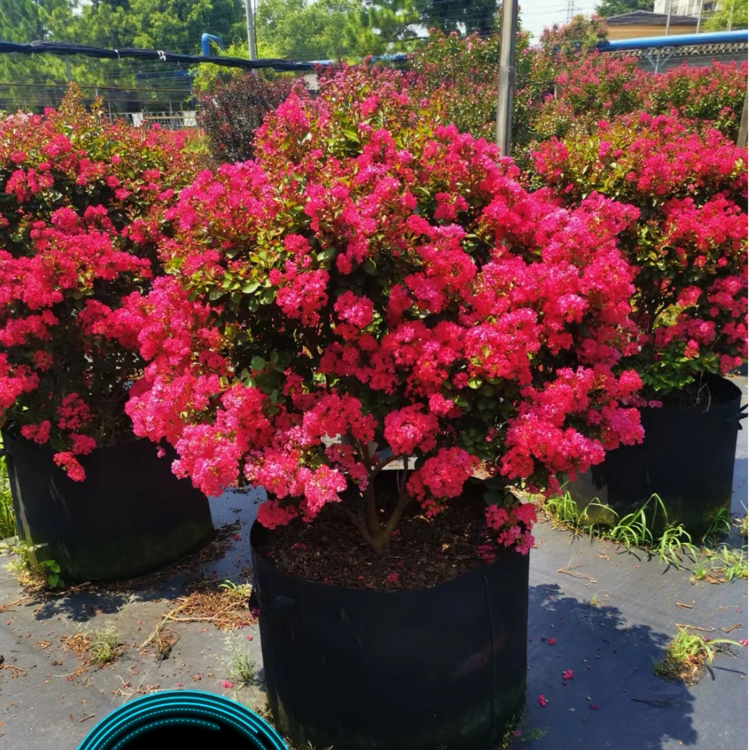 艳贵妃紫薇夏季开花植物室内室外盆栽地址花卉阳台带花苞