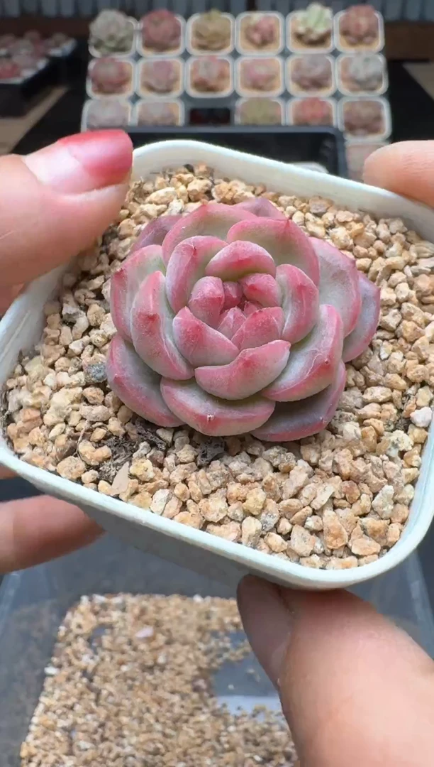 【闪购商品】119A号一物一拍多肉花卉植物拍3颗起发