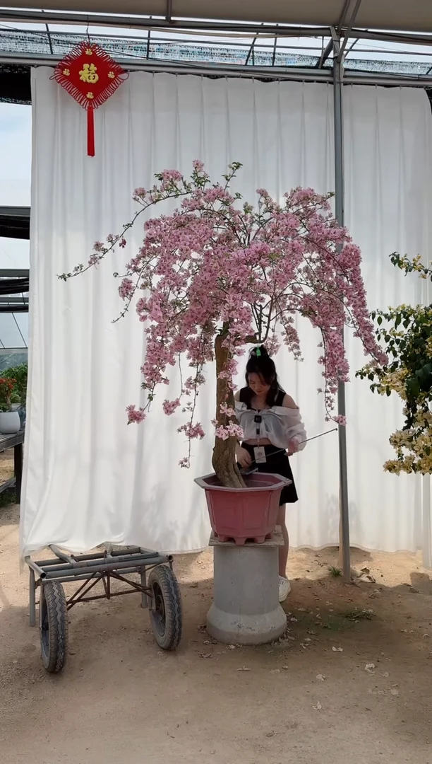 丽娜+苹果花三角梅